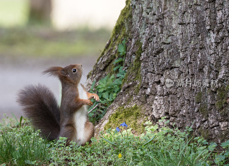 欧亚红松鼠(Sciurus vulgaris)